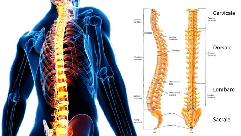 Quante Vertebre Ha La Colonna Vertebrale