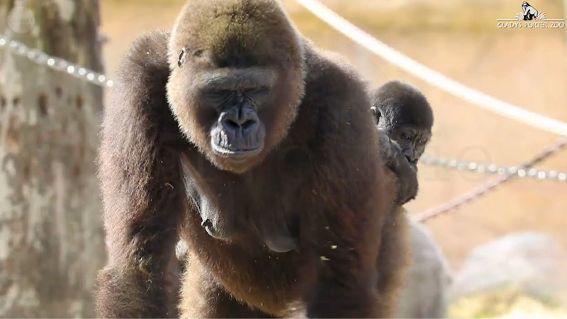 Morta improvvisamente giovane gorilla nello zoo del Texas che ha vaccinato gli animali contro il Covid-19