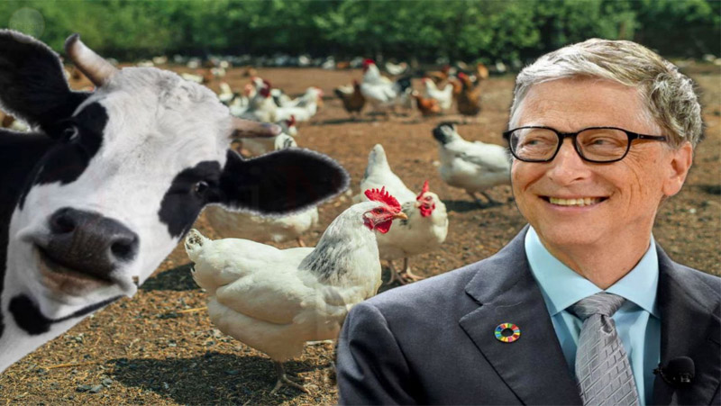 bill gates vuole vacinare polli e bovini