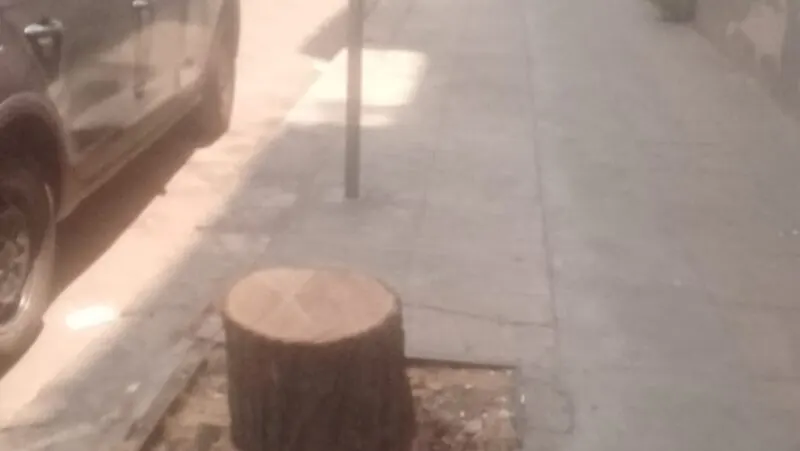 Palermo, abbattuti diversi alberi in via Filippo Corazza: la denuncia dei residenti Palermo - abbattuti diversi alberi in via Filippo Corazza - la denuncia dei residenti