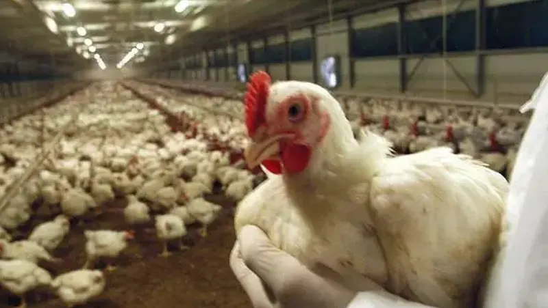 ATTENZIONE!!! da Aprile 2026 vaccineranno tacchini e galline ovaiole senza aver fatto i dovuti test in merito alla sicurezza alimentare e alla salute animale e umana da Aprile 2026 vaccineranno tacchini e galline ovaiole senza aver fatto i dovuti test in merito alla sicurezza alimentare e alla salute animale e umana